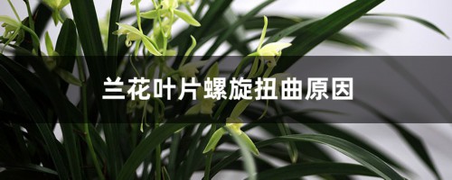 兰花叶片螺旋扭曲原因，叶面卷曲会恢复吗