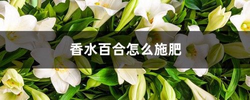 香水百合怎么施肥