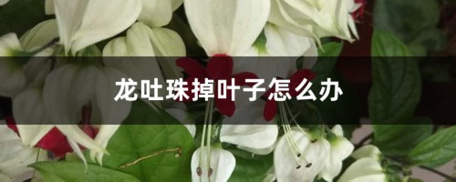 龙吐珠掉叶子怎么办