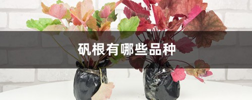 矾根有哪些品种