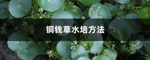 铜钱草水培方法，铜钱草水培怎么固定根