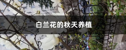 白兰花的秋天养殖