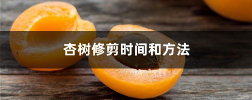 杏树修剪时间和方法