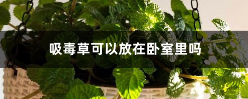 吸毒草可以放在卧室里吗