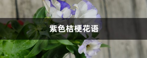 洋桔梗的花语