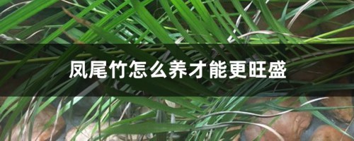 凤尾竹怎么养才能更旺盛