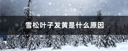 雪松叶子发黄是什么原因