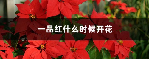 一品红什么时候开花？