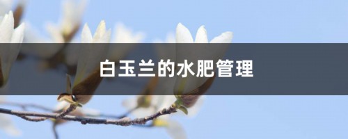 白玉兰的水肥管理