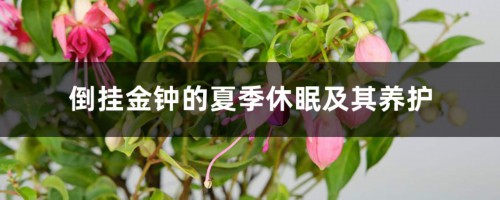 倒挂金钟的夏季休眠及其养护