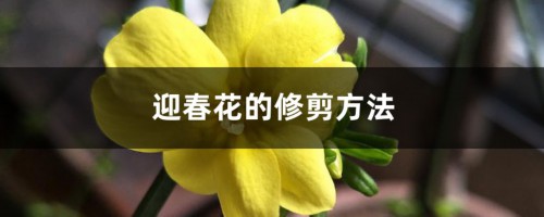 迎春花的修剪方法