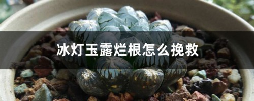 冰灯玉露烂根怎么挽救